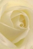 This intimate photograph places you in the very centre of a cream-white rose, as if you are enfolded by its velvet-soft petals right here in Norbury. Each spiral unfurls with grace and delicacy, its texture nearly weightless and seemingly brushed with the gentlest morning dew. A soft, diffused glow highlights the curves and casts quiet shadows between ivory layers, giving the flower a peaceful dimension-the atmosphere mirrors the calm of a Norbury dawn or the tenderness behind a heartfelt gesture. The bloom's pure simplicity becomes a symbol of reverence and hope, whether marking new beginnings, offering sympathy, or conveying admiration to someone cherished. You can almost sense the subtle, lingering fragrance-the understated perfume of a fresh rose, comforting and serene. The artistry of Flowers Norbury is evident in every flawless arrangement, their local expertise ensuring each design expresses more than words alone. This rose, radiant in its simplicity and depth, is chosen often for occasions that require care, contemplation, and a gentle touch, enhancing the spirit of Norbury and its community.